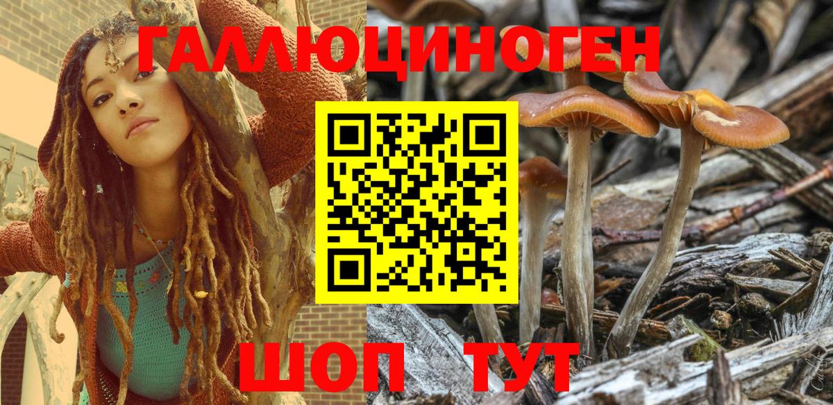 Галлюциногенные грибы Psilocybe Десногорск